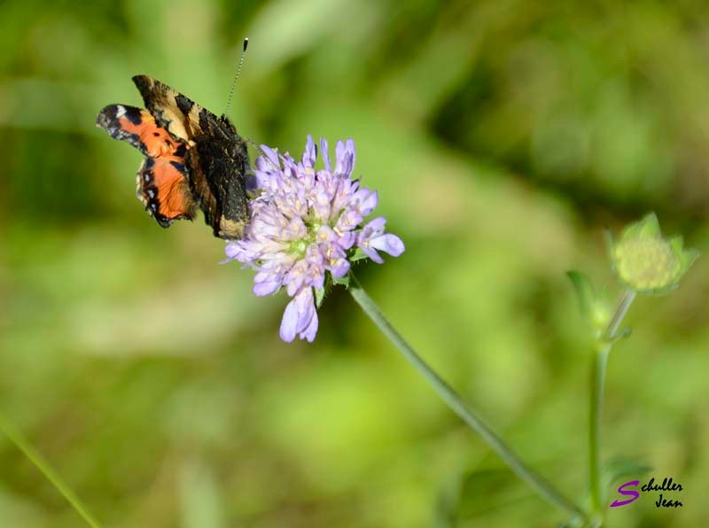 _DSC0823 copie